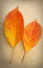 Paeiz93 (8)_resize.JPG
